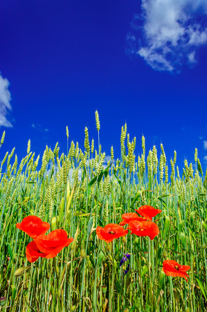Amazing view of wheat field and red poppies by summertime.の写真素材