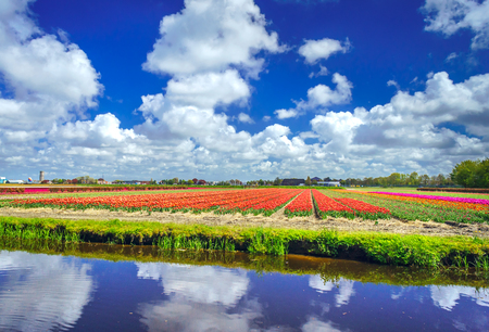 River and rows of nice red  tulips in the field. Netherlands.の写真素材