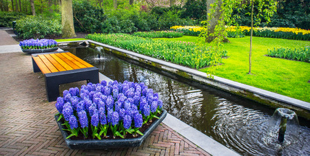 Fresh blooming hyacinths and tulips in the nice spring garden.Keukenhof.の写真素材