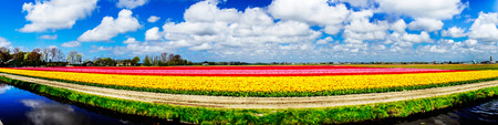 River and rows of nice red  tulips in the field. Netherlands.の写真素材