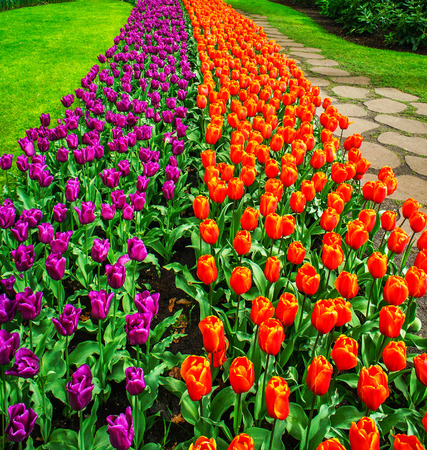Wonderful tulips spectacle at the  Keukenhof Gardens.の写真素材