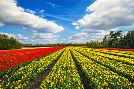Rows of nice purple tulips in the field. Netherlands.の写真素材