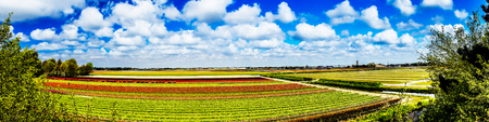 Fantastic panorama  of tulip fields. Holland.の写真素材