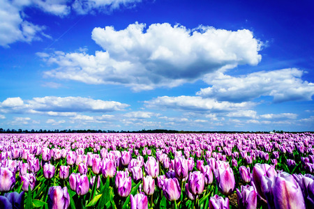 Nice  purple tulips in the field. Netherlands.の写真素材