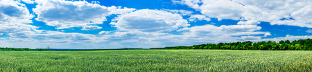 Splendid green field and the fantastic blue sky with clouds.の写真素材