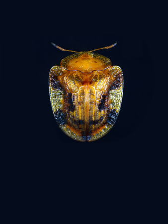 Golden Flower beetlesの写真素材