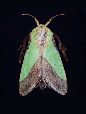 mothの写真素材