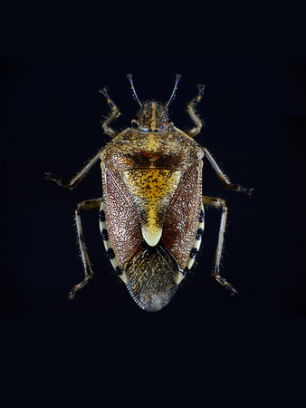 Bugの写真素材