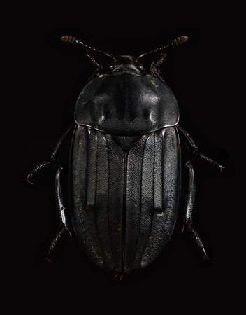 Dung beetleの写真素材