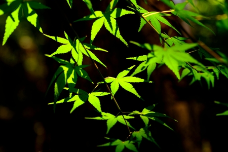 maple leavesの写真素材