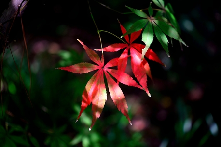 maple leavesの写真素材
