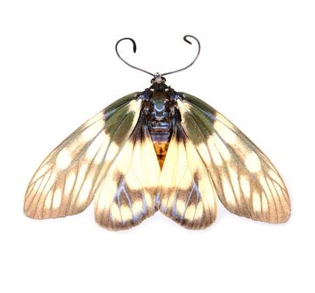 Moth on white backgroundの写真素材