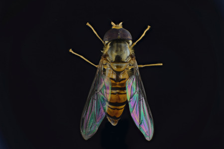 Drosophilaの写真素材