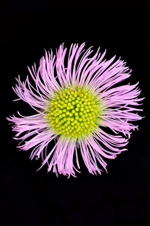 Blooming flower on black backgroundの写真素材