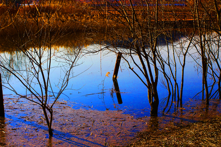 be reflected treeの写真素材