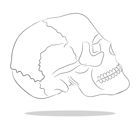 sketch illustration of isolated human scull のイラスト素材