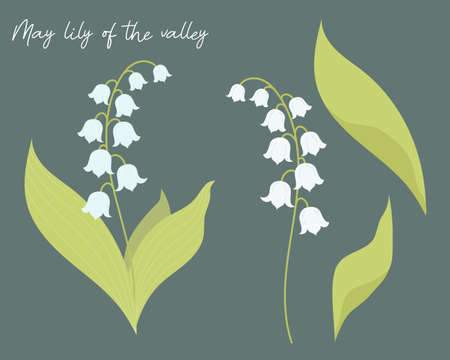 Set with Beautiful May lilies of the valley with leaves. Vector illustration. Isolated forest flower elements for design, postcards, decor and decoration, print.のイラスト素材