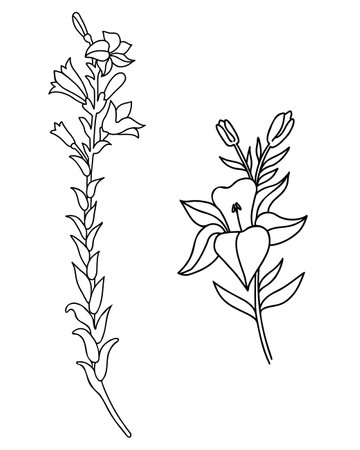 Black outline of lily flowers. Collection large and small Branch with flowers and buds. Vector illustration isolated on white background. Ornamental plant for design, decor, decoration and printingのイラスト素材