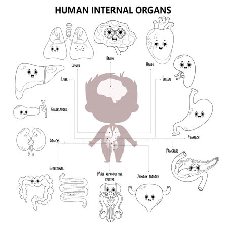 Vector of Anatomy human body. Kids - ID:1-203813676 - Royalty Free ...
