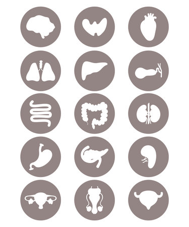 Set medical icons. human internal organs. vector illustration. Anatomy concept. Isolated graphic drawings silhouettes in circleのイラスト素材