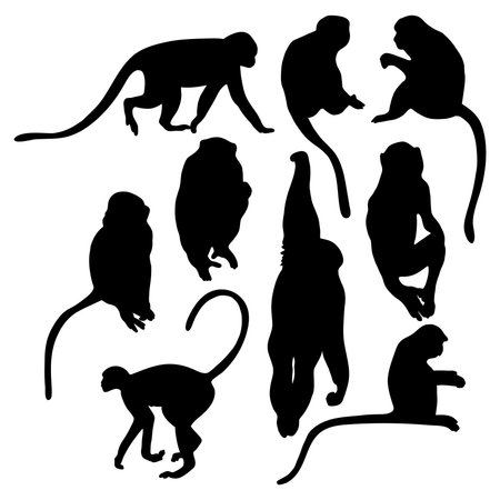Collection silhouettes monkey. Vector illustration. Isolated primates on white background.のイラスト素材