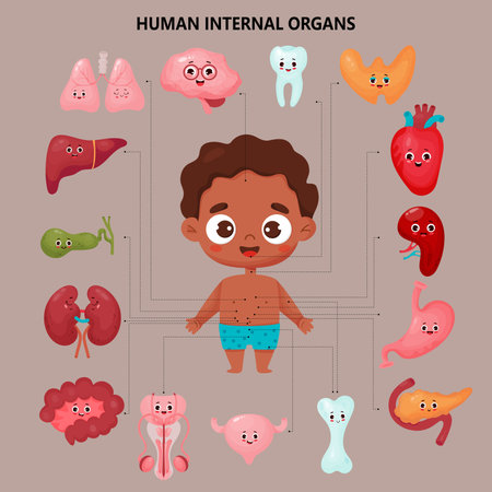 Male organs cartoon funny characters. Anatomy human body. Infographic with cute black ethnic boy. Visual scheme internal organs and locations. vector illustration. Educational kids medical posterのイラスト素材