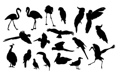 silhouettes of birds. Collection tropical and marine diverse feathered species. vector illustration. Hand drawings isolated on white background for design, decor and decorationのイラスト素材