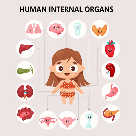 Kids cartoon anatomy human body. Cute girl and visual scheme internal female organs characters and locations. vector illustration. Educational medical infographicのイラスト素材