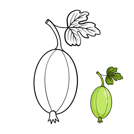 Green gooseberry collection. Seasonal ripe berry. Isolated outline stroke, line and color drawings. Vector illustration. Coloring book. Kids collectionのイラスト素材