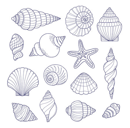 Outline Shell collection. Isolated underwater sea conch. linear hand drawing doodle on white background. Vector illustrationのイラスト素材