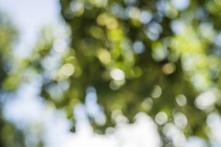Bokeh texture from treesの写真素材