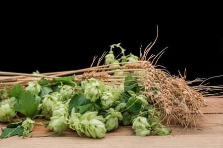 hops and wheat on the table