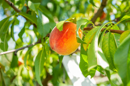 peach fruits on the tree in the garden in summer