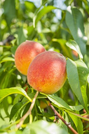 peach fruits on the tree in the garden in summerの写真素材