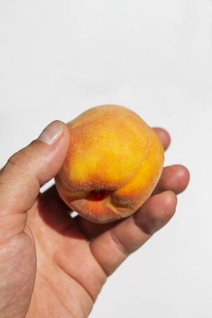 peach fruits in hand in the garden in summerの写真素材