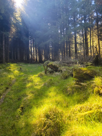 Glade in the forest