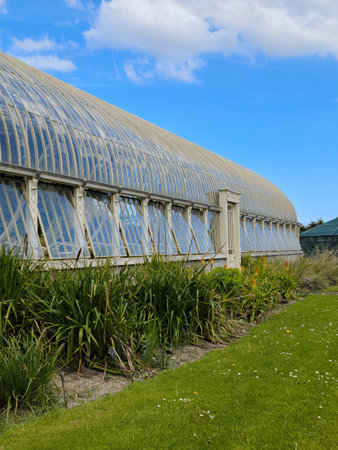 Deciduous plants growing in greenhouse covered with green foliage during autumn season outdoors. Exotic trees and bushes inside old orangery. Winter garden interior with potted flowers. Botany conceptの写真素材