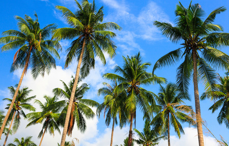 Coconut palms and the skyの写真素材