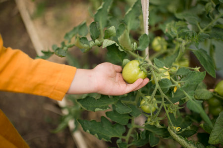 A green tomato in a greenhouse, in children handの写真素材