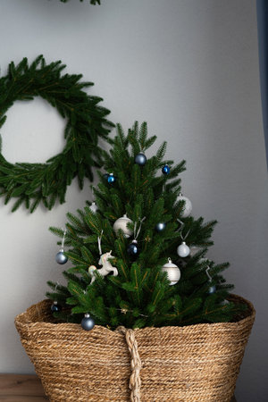 Christmas tree in a wicker basket on the background of a gray wallの写真素材
