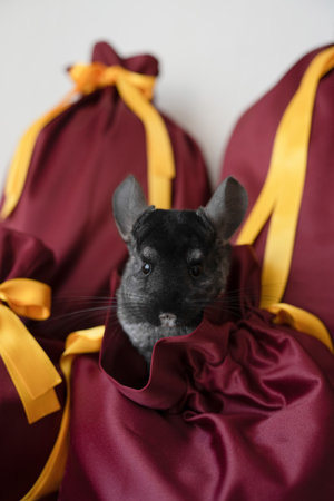 Cute black chinchilla sitting in a gift fabric bagの写真素材