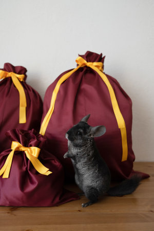 Cute black chinchilla sitting in a gift fabric bagの写真素材