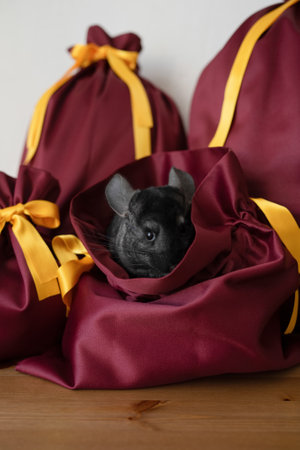 Cute black chinchilla sitting in a gift fabric bagの写真素材