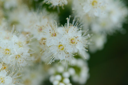 Close up of white flowers of Spirea paniculata.