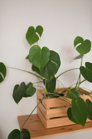 Houseplant Monstera in a wooden box on a white wall backgroundの写真素材