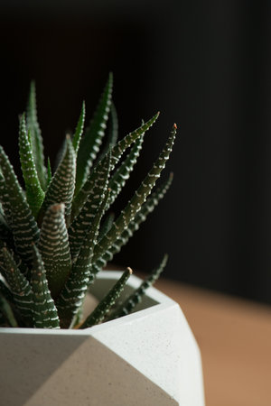 Succulent plants in a pot on a wooden table, selective focusの写真素材