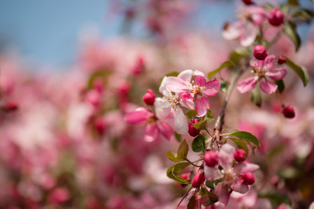 Pink flowers of apple tree in spring on a sunny day. Shallow depth of field