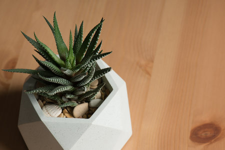 Succulent plant in a pot on a wooden background. copyspace.の写真素材