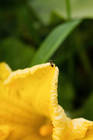Yellow flower with a ant on it. Shallow depth of field.の写真素材