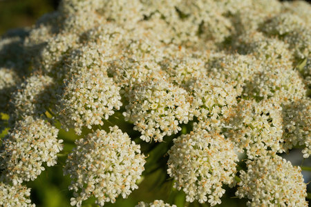 Close up of white flowers in the garden. Shallow depth of field.